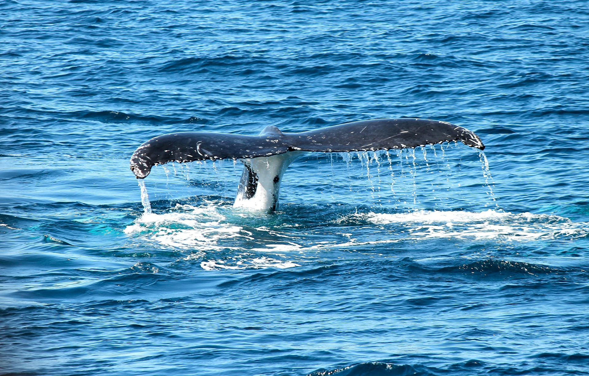 Mirissa Whale Watching Expedition.