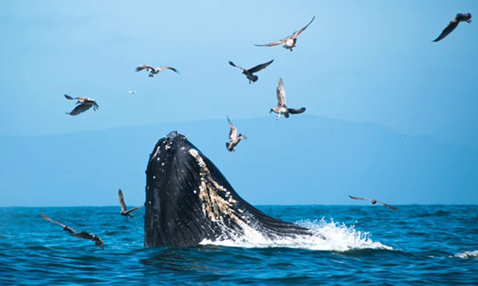 Whale & Dolphin watching 