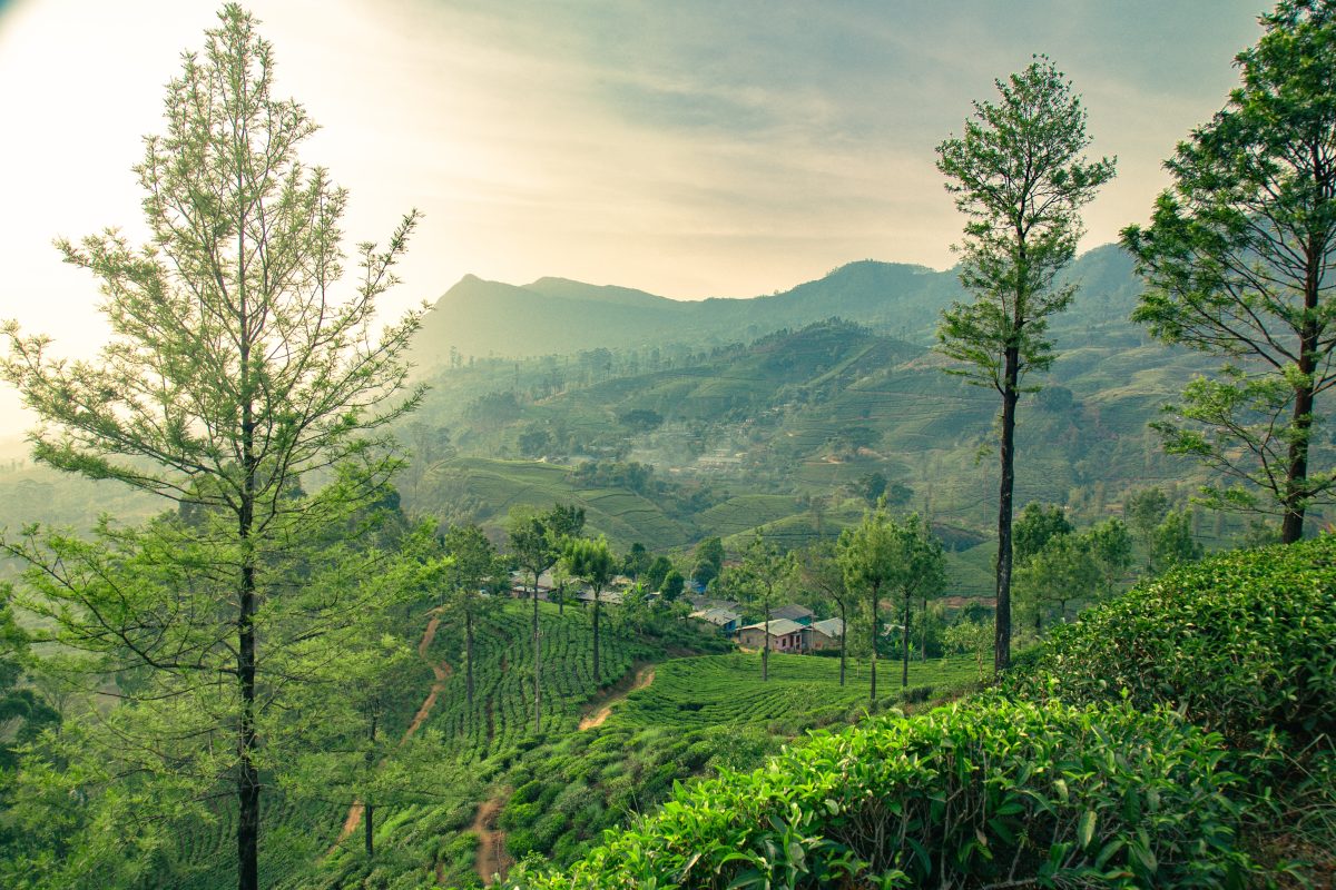 Aerial,View,Of,A,Green,Tea,Plantation,On,Hillside,Near