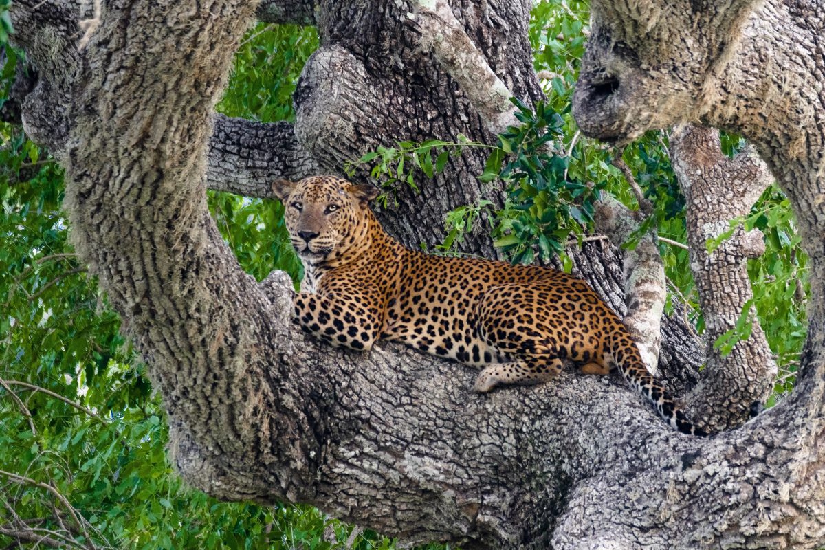 Sri,Lankan,Leopard,At,Yala,National,Park