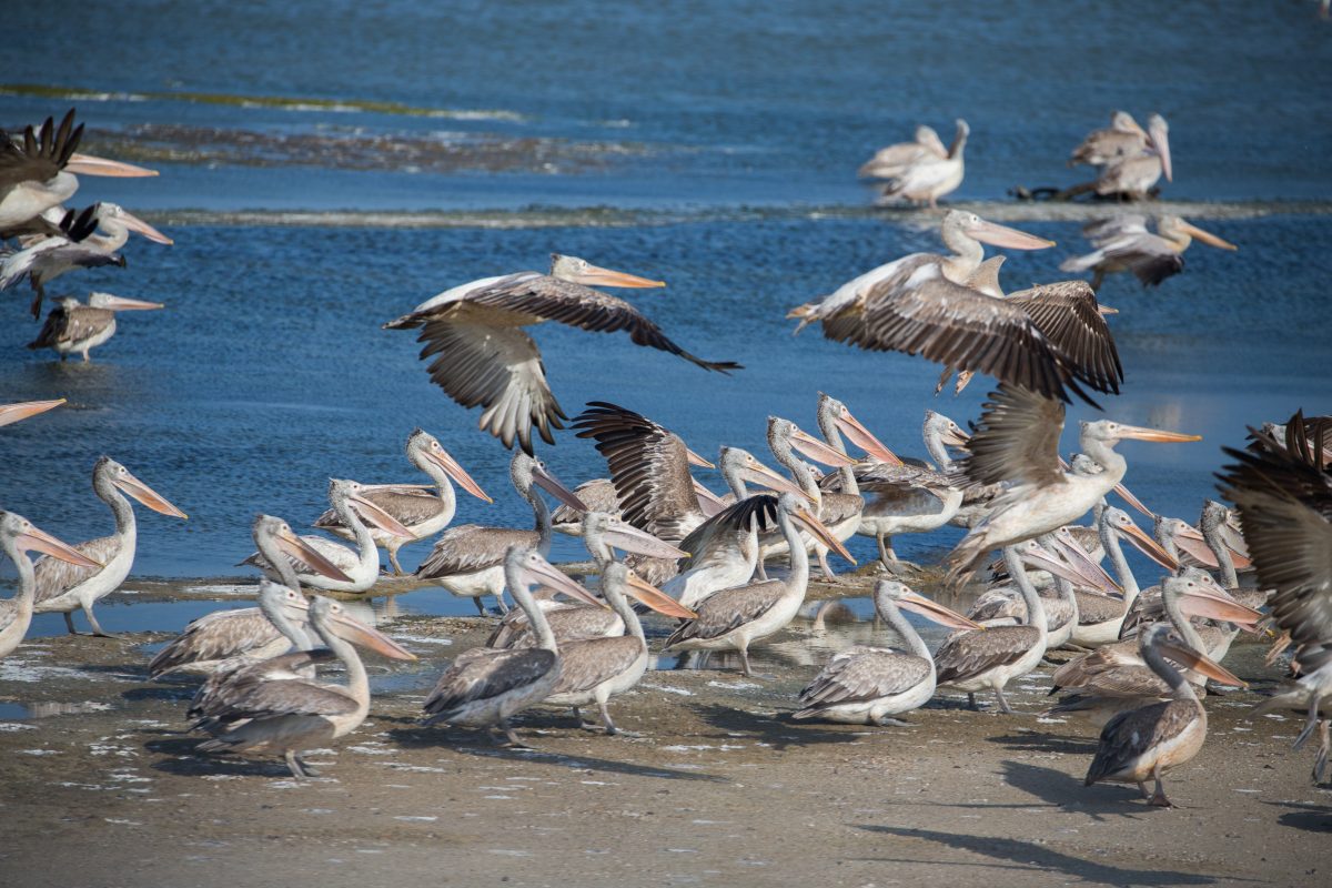 Spot-billed,Pelican,In,Bundala,National,Park