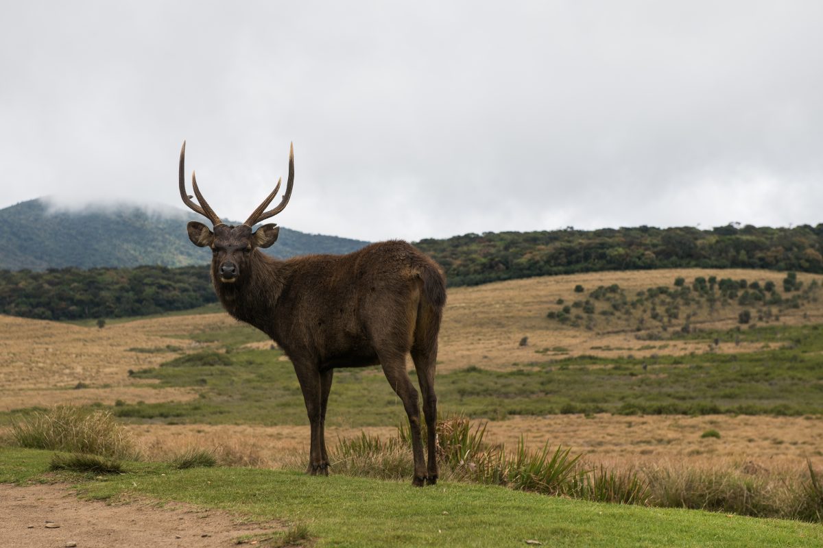 Sambar,Deer,At,Horton's,Plains,With,Foggy,Mountains,On,The