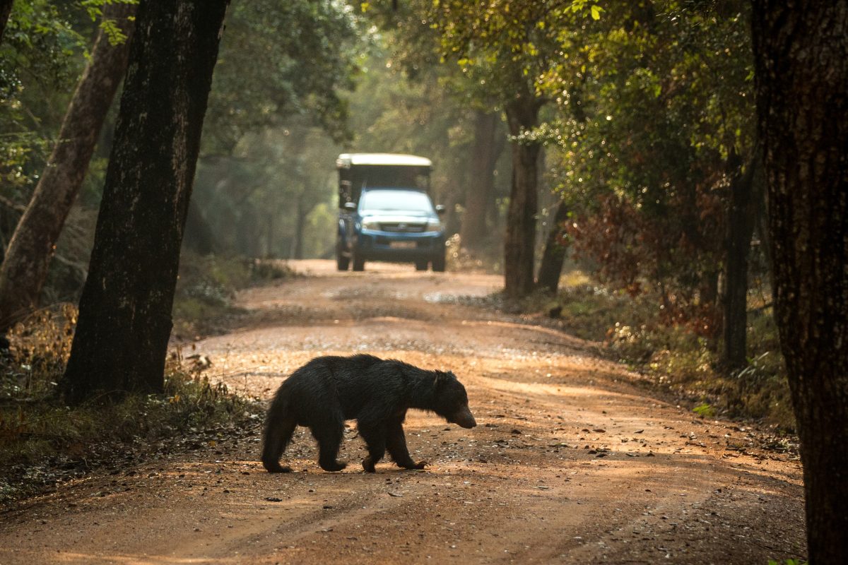 Close,Up,wild,Sloth,Bear,,Melursus,Ursinus,,Crossing,The,Road,In